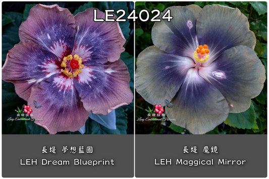 LEH Dream Blueprint x LEH Magical Mirror Hibiscus rosa sinensis