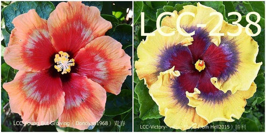 LCC Young Bud Growing x LCC Victory Hibiscus rosa sinensis