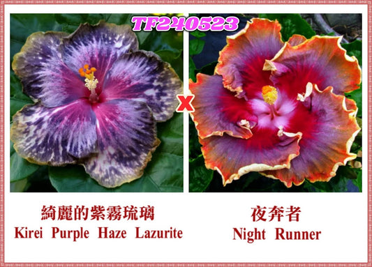 Kirei Purple Haze Lazurite x Night Runner Hibiscus rosa sinensis