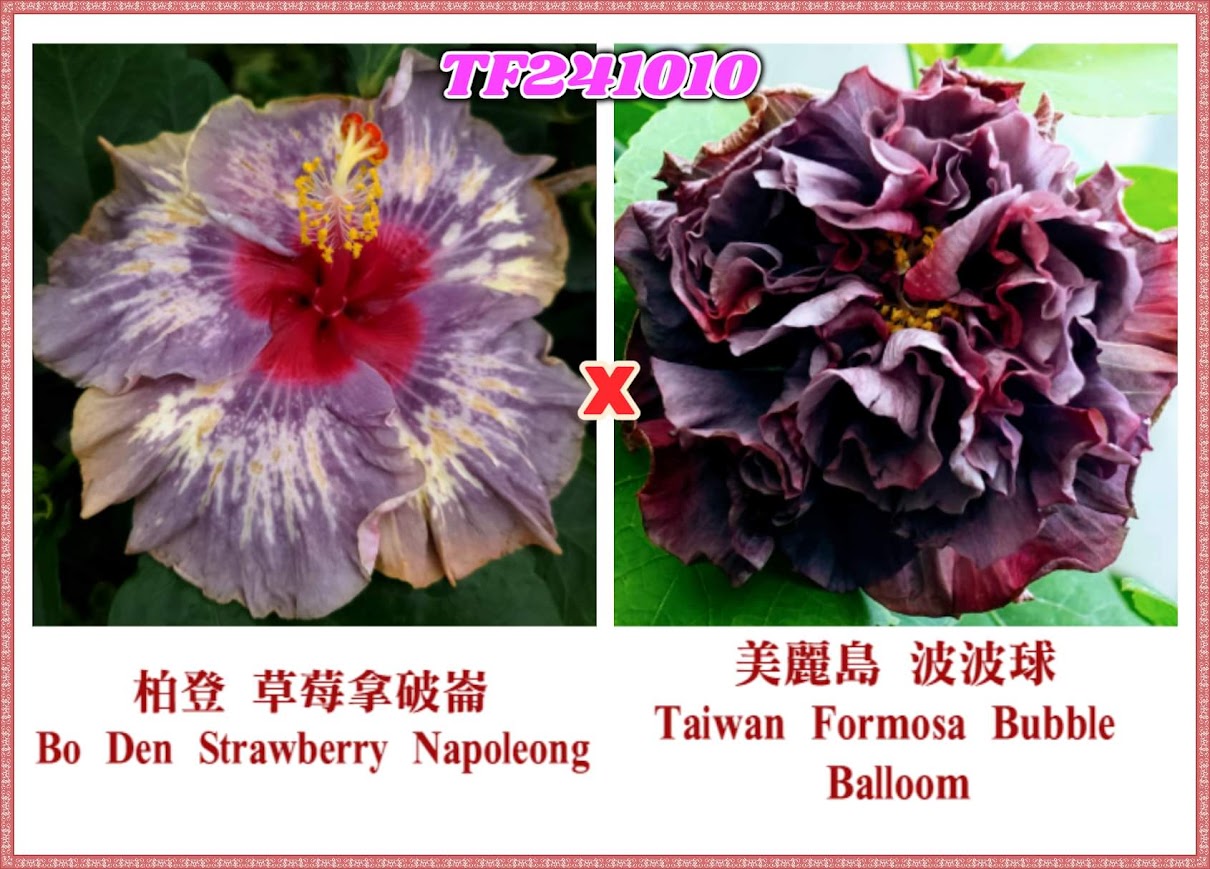 Bo Den Strawberry Napoleon x Taiwan Formosa Bubble Balloom Hibiscus rosa sinensis