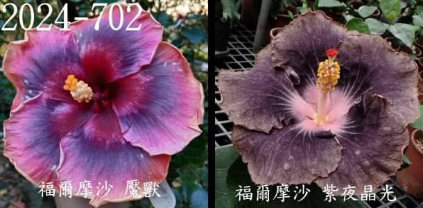 Formosa Dream Beaster x Formosa Amethyst Night Glow Hibiscus rosa sinensis SW 2024-702