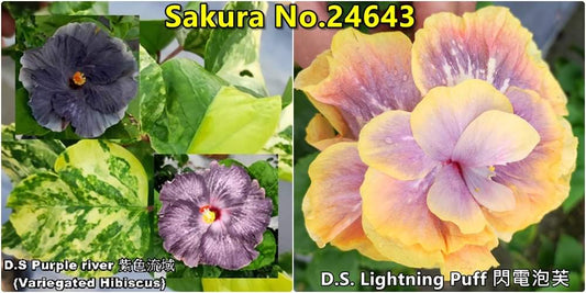 D.S.Purple River x D.S.Lightning Puff Hibiscus rosa sinensis