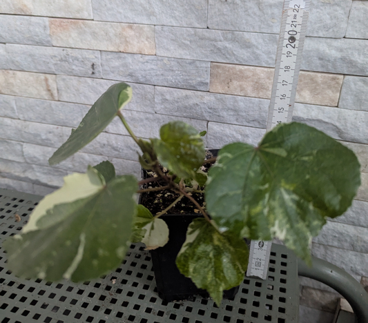 Hibiscus tiliaceus variegata  - Rarität