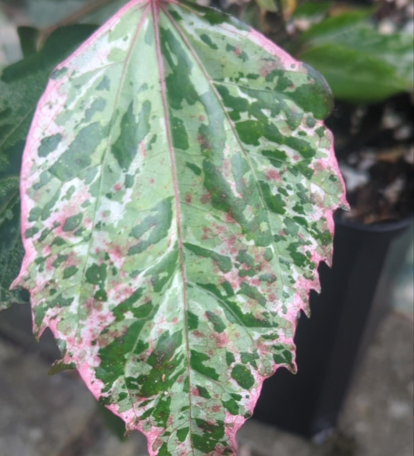 Hibiscus Naselai variegata