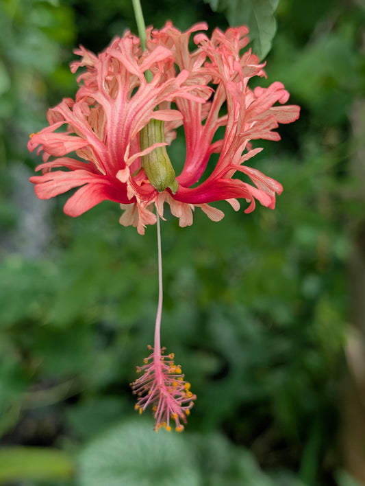 Hibiscus schizopetalus