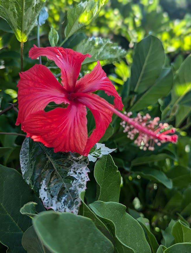 Hibiscus Snow Queen panaschiert