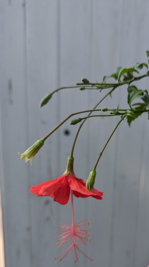 Hibiscus grandidieri x greveanus