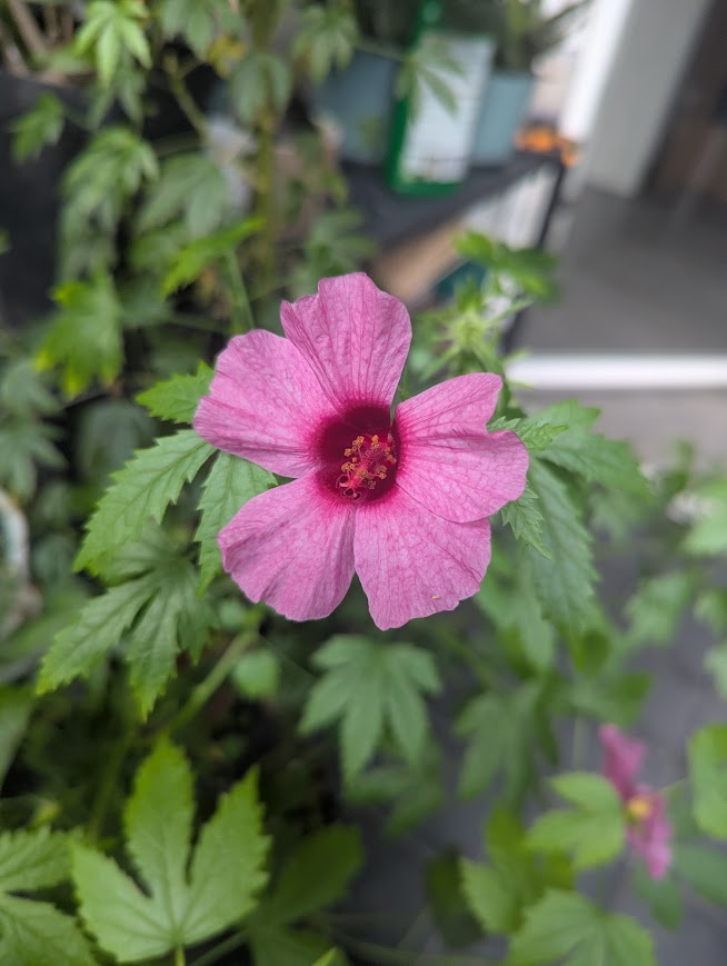 Hibiscus radiatus