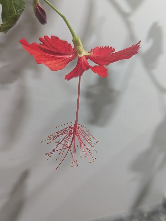 Hibiscus grandidieri x greveanus