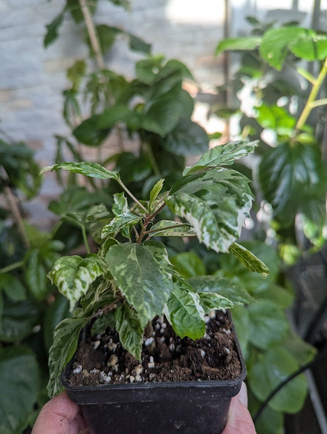 Hibiscus Snow Queen panaschiert