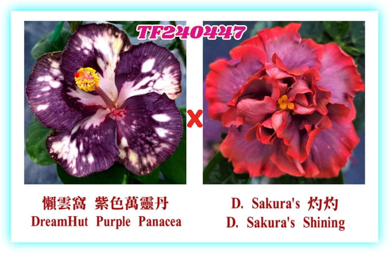 DreamHut Purple Panacea x D.Sakura`s Shining Hibiscus rosa sinensis TF240447