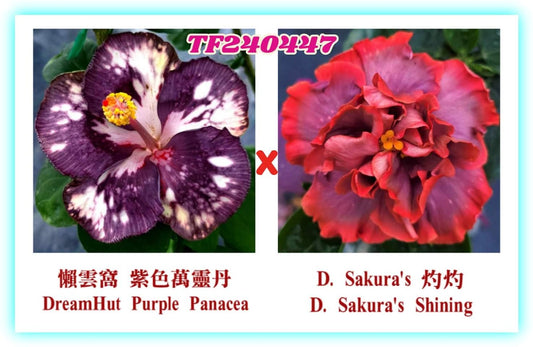 DreamHut Purple Panacea x D.Sakura`s Shining Hibiscus rosa sinensis TF240447