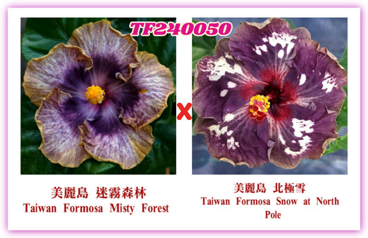 Taiwan Formosa Misty Forest x Taiwan Formosa Snow at North Pole Hibiscus rosa sinensis