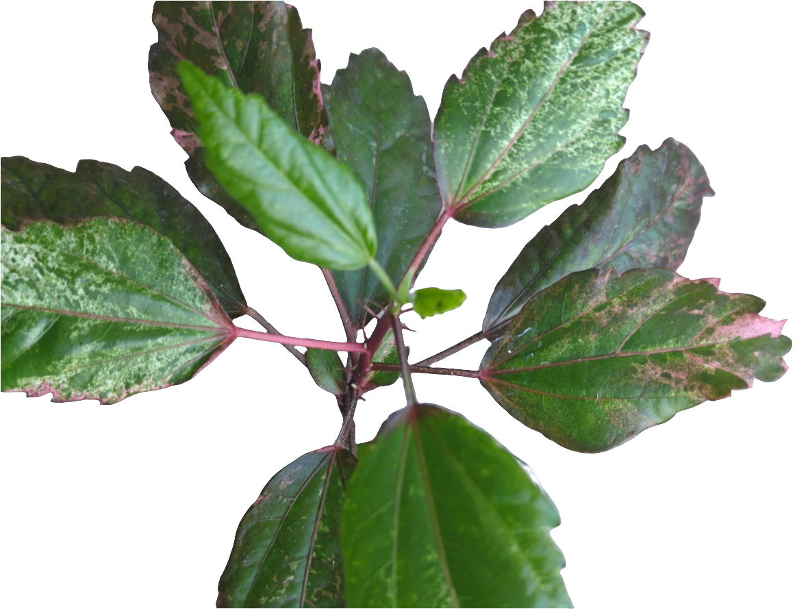Hibiscus cooperi ROSE FLAKE oder RED HOT - Rarität