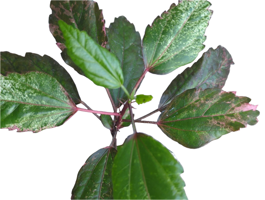 Hibiscus cooperi ROSE FLAKE oder RED HOT - Rarität