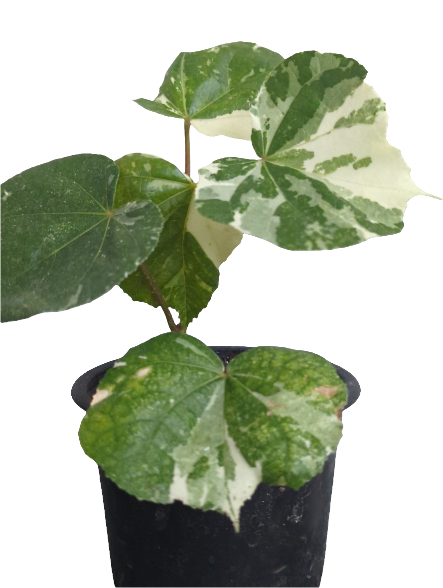 Hibiscus tiliaceus variegata  - Rarität