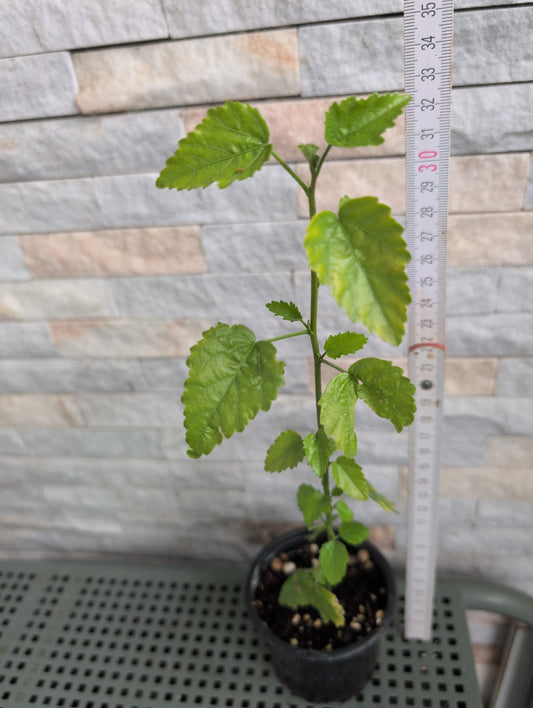 Hibiscus meyeri