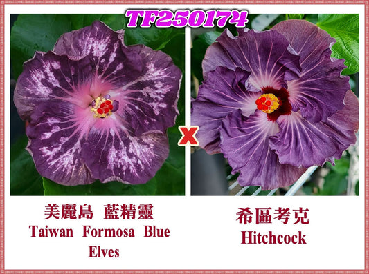 Taiwan Formosa Blue Elves x Hitchcock