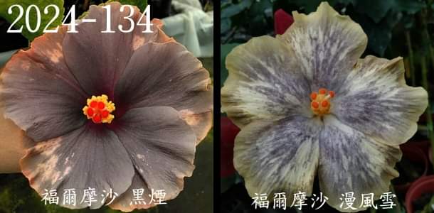 Formosa DARK Smoke x Formosa Whirling Snow Hibiscus rosa sinensis