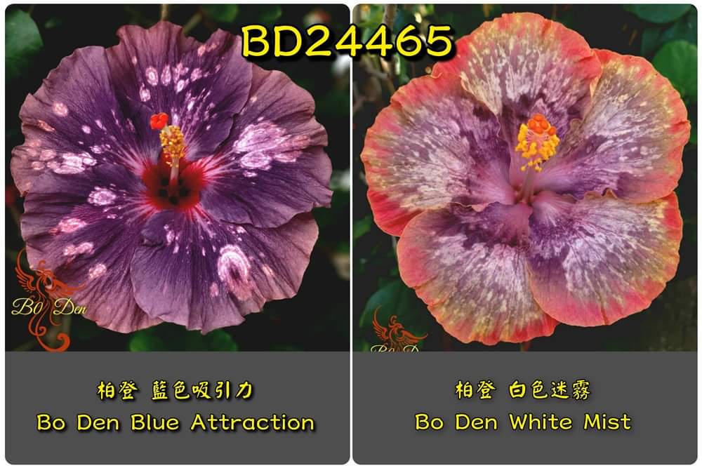 Bo Den Blue Attraction x Bo Den White Mist Hibiscus rosa sinensis