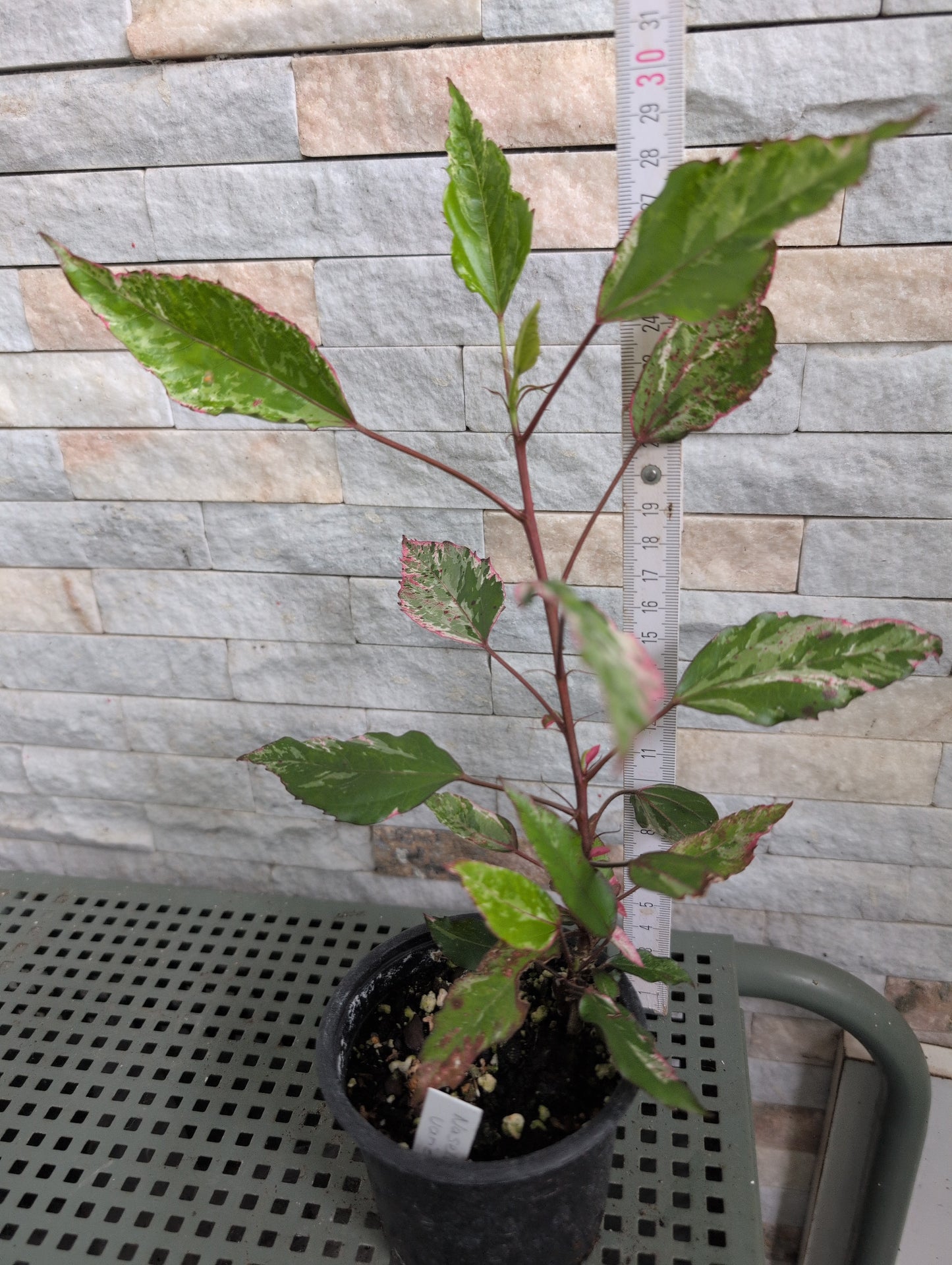 Hibiscus Naselai variegata