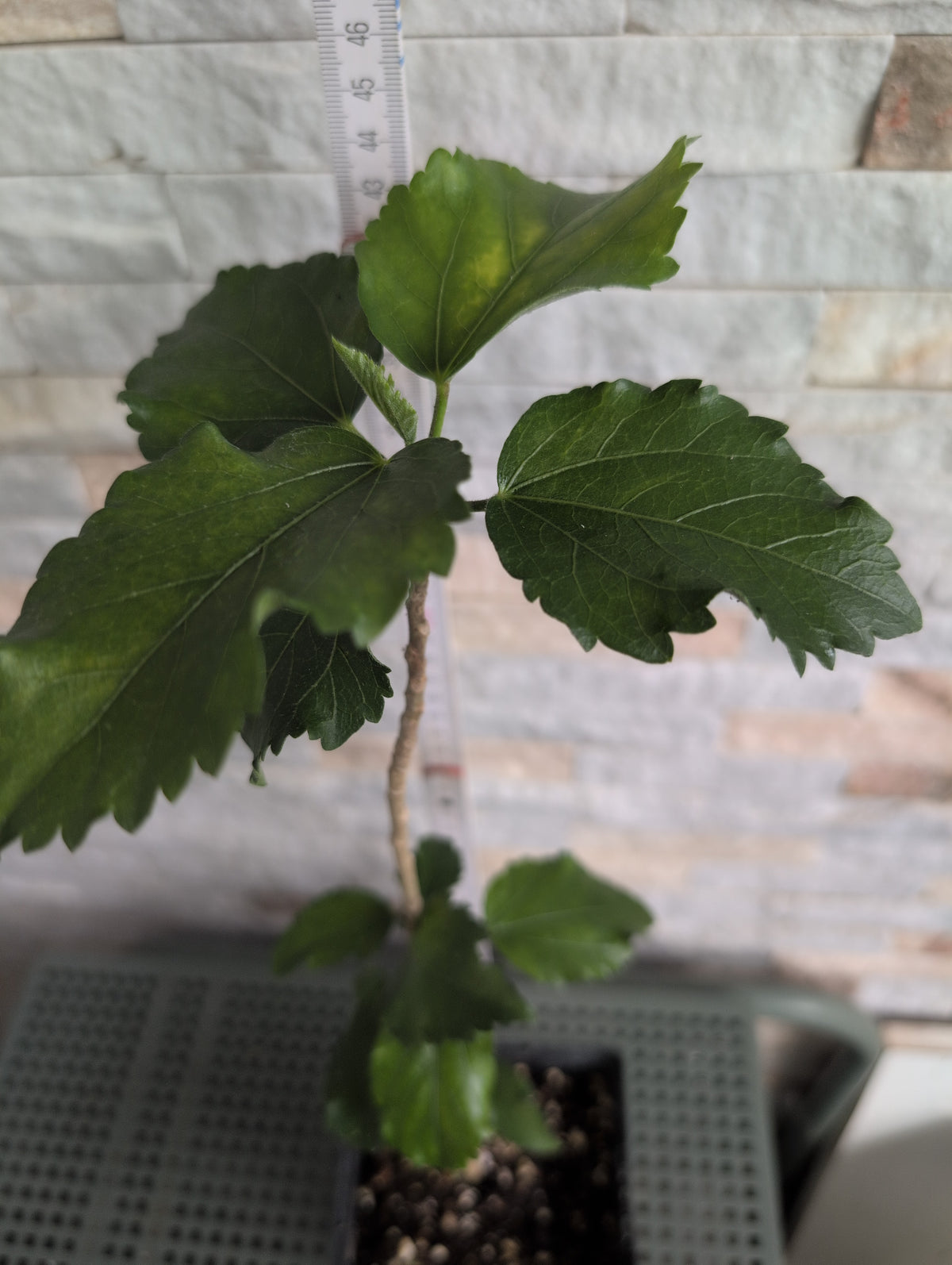 Formosa Green Glaze x Formosa Classical Beauty