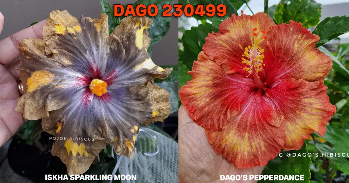 Ishkas Sparkling Moon x Dago's Pepperdance Hibiscus rosa sinens