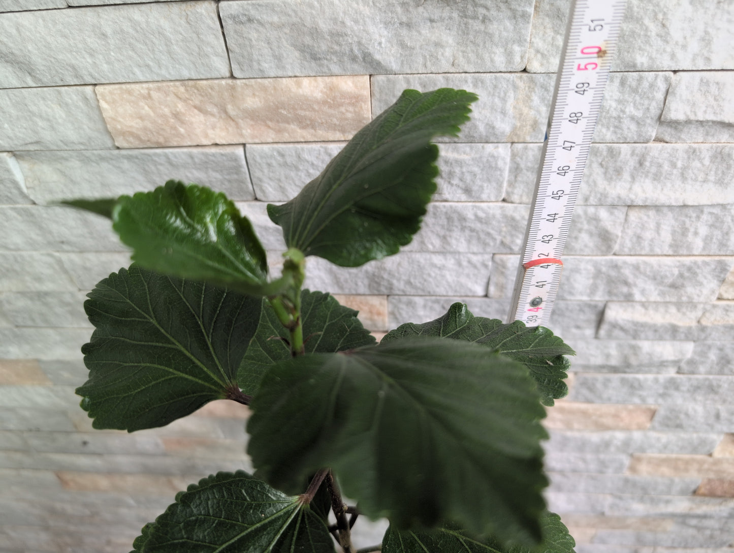 LCC Young Bud Growing x LCC Victory Hibiscus rosa sinensis