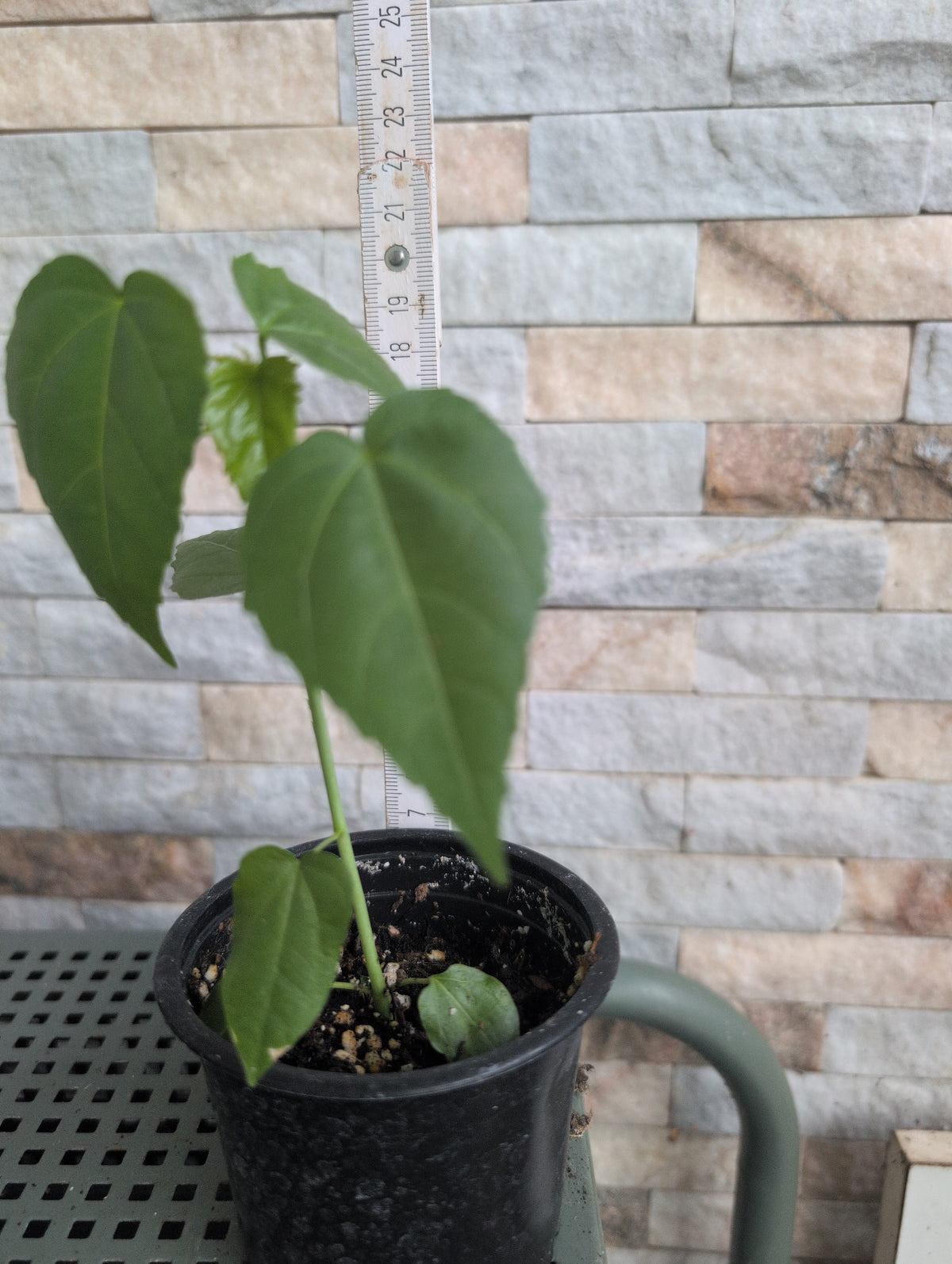 Hibiscus coccineus alba ( weiss)