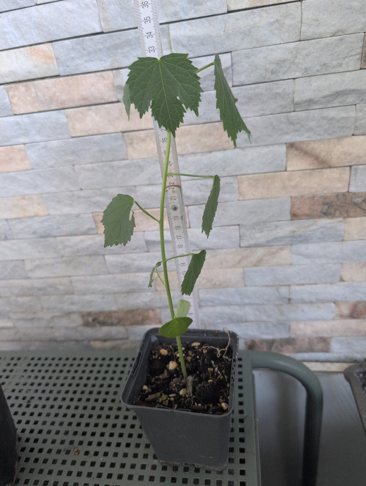Hibiscus radiatus