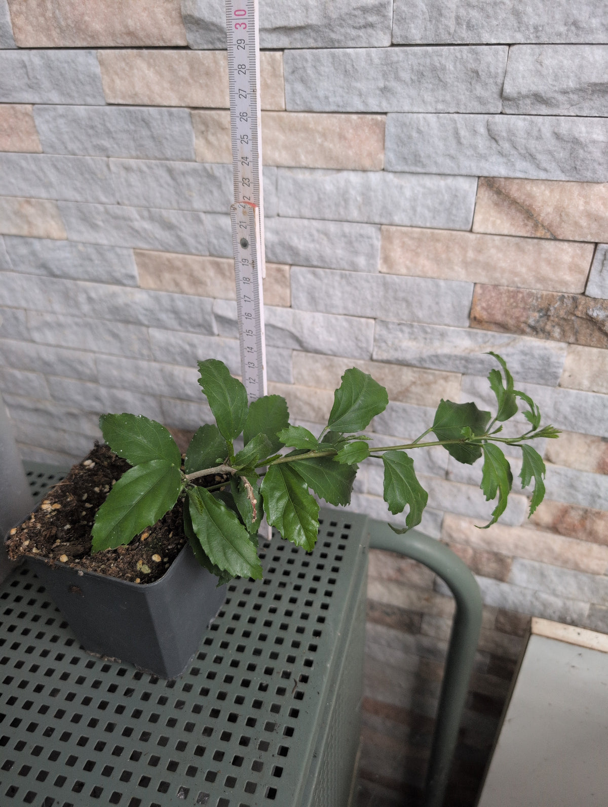 Hibiscus grandidieri x phanerandrus