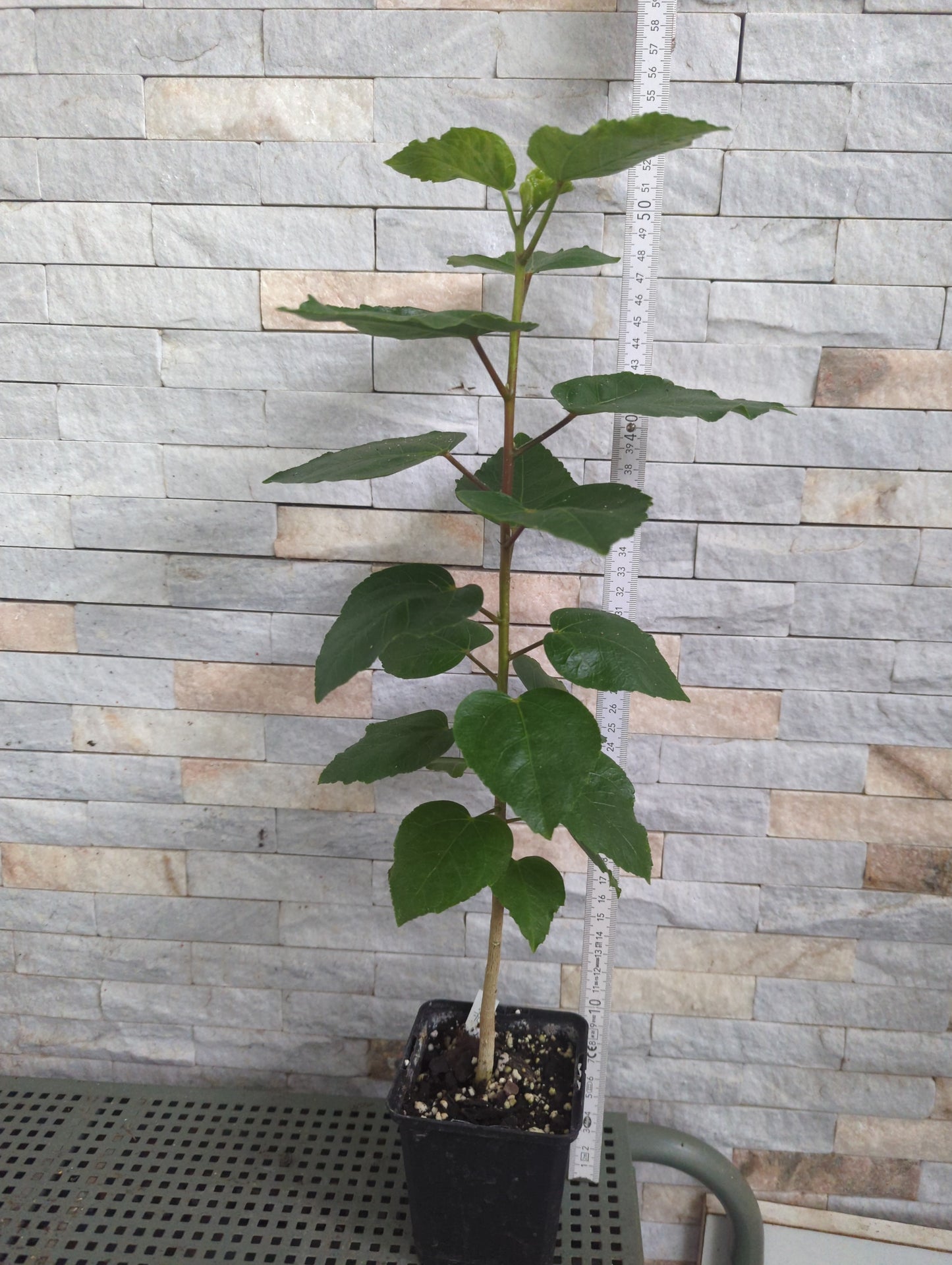 Formosa Dream Beaster x Formosa Amethyst Night Glow Hibiscus rosa sinensis SW 2024-702