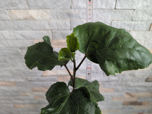 HVH Genie in a Bottle x Shueishalian King Devil Hibiscus rosa sinensis