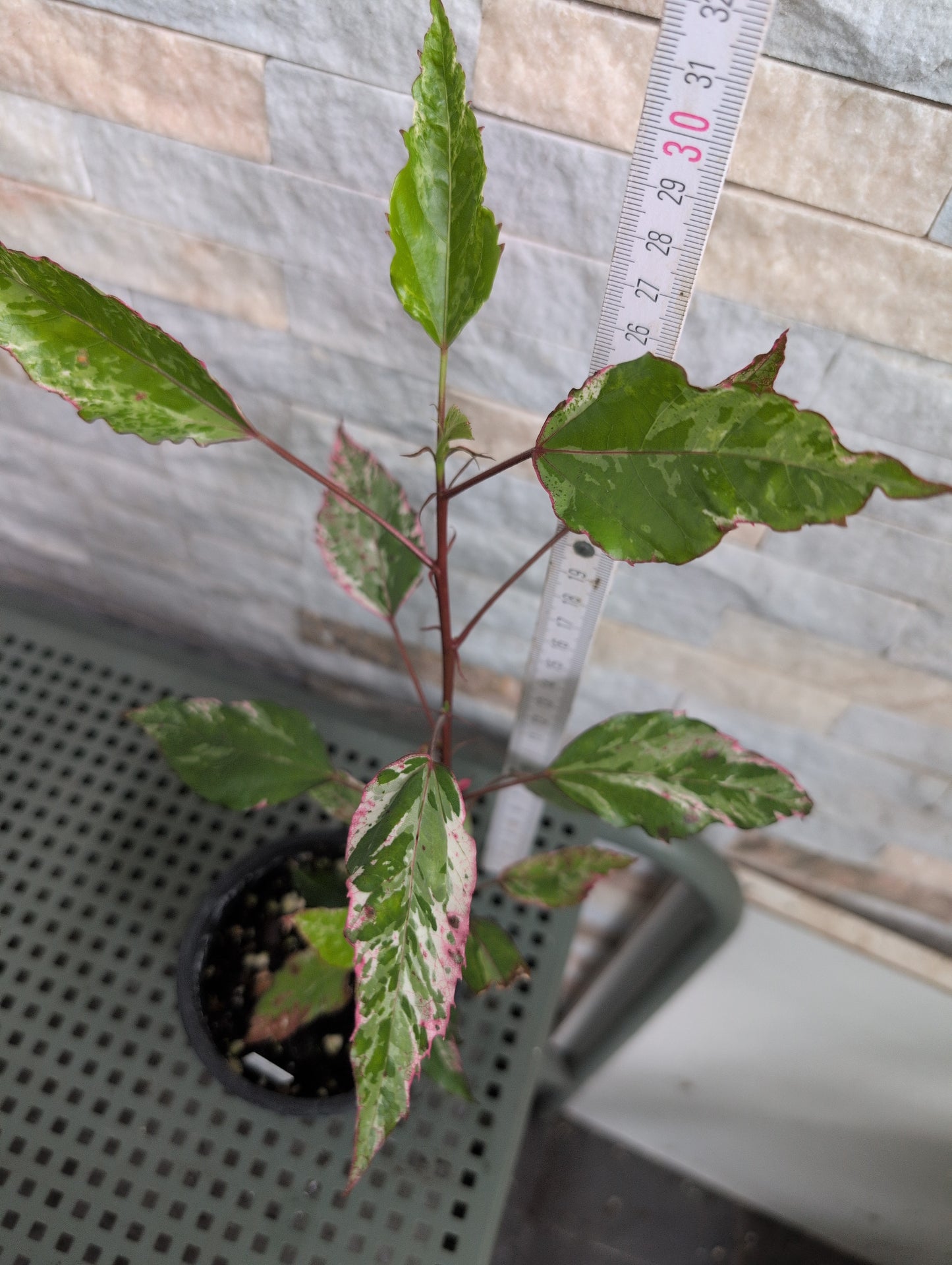 Hibiscus Naselai variegata