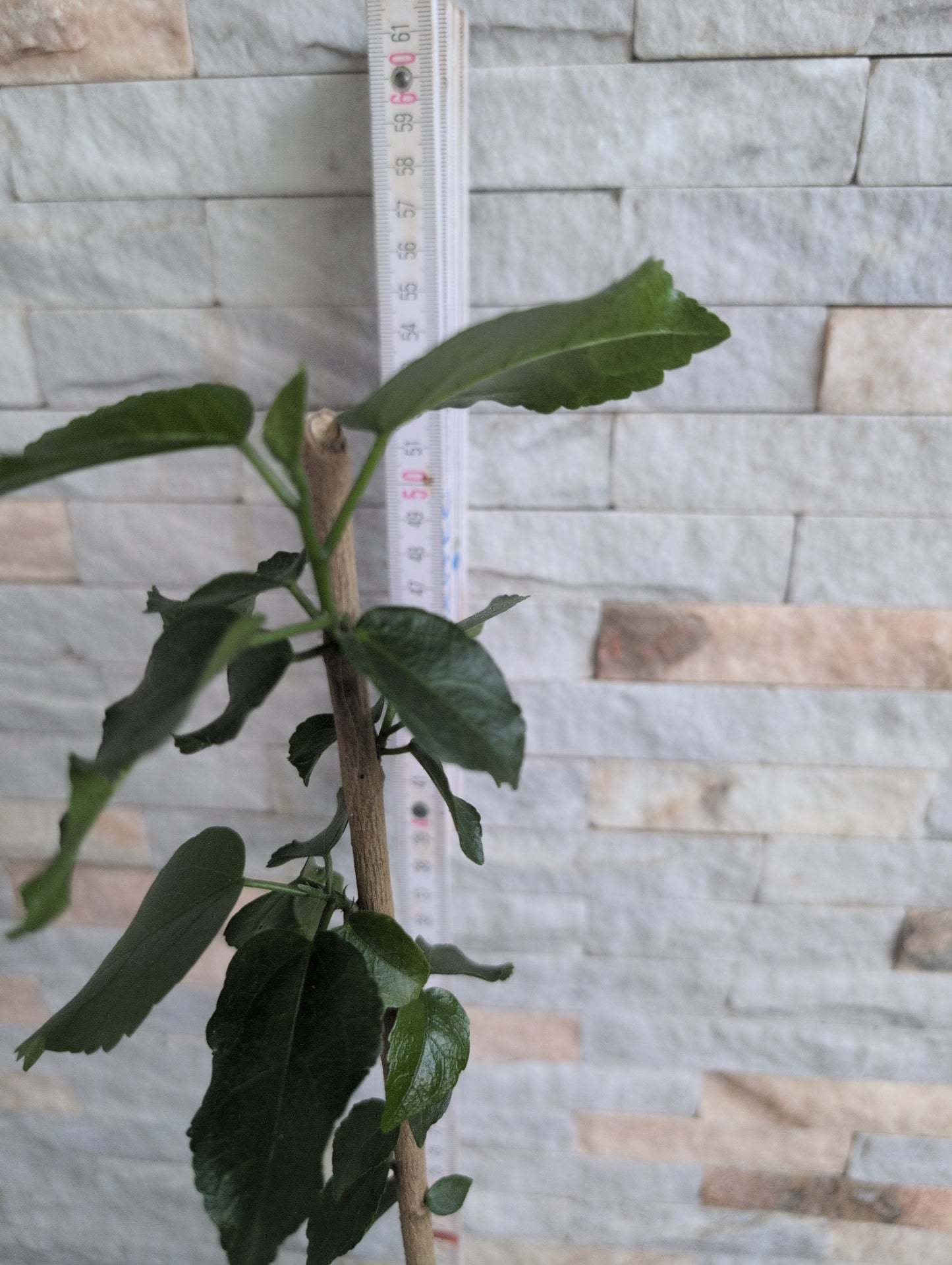 Formosa Slightly Bright Star x Formosa Coffee Elf