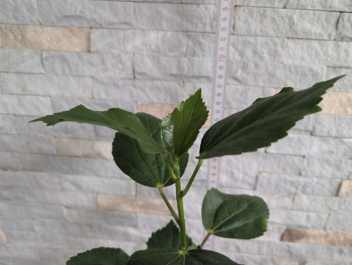 Taiwan Formosa Misty Forest x Taiwan Formosa Snow at North Pole Hibiscus rosa sinensis