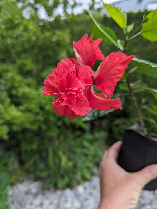 Hibiscus EL CAPITOLIO rot