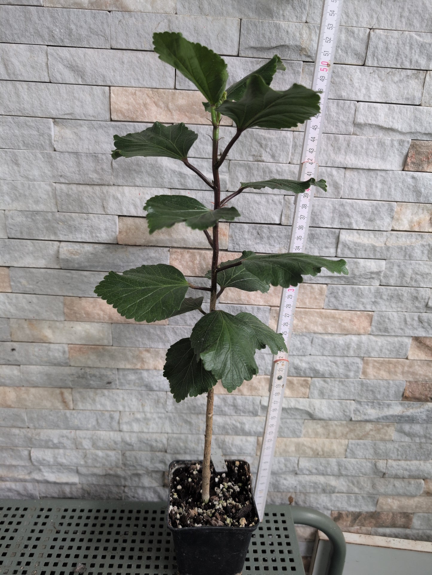 LCC Young Bud Growing x LCC Victory Hibiscus rosa sinensis