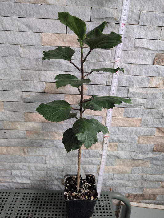 LCC Young Bud Growing x LCC Victory Hibiscus rosa sinensis