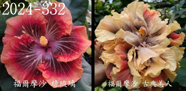 Formosa Green Glaze x Formosa Classical Beauty