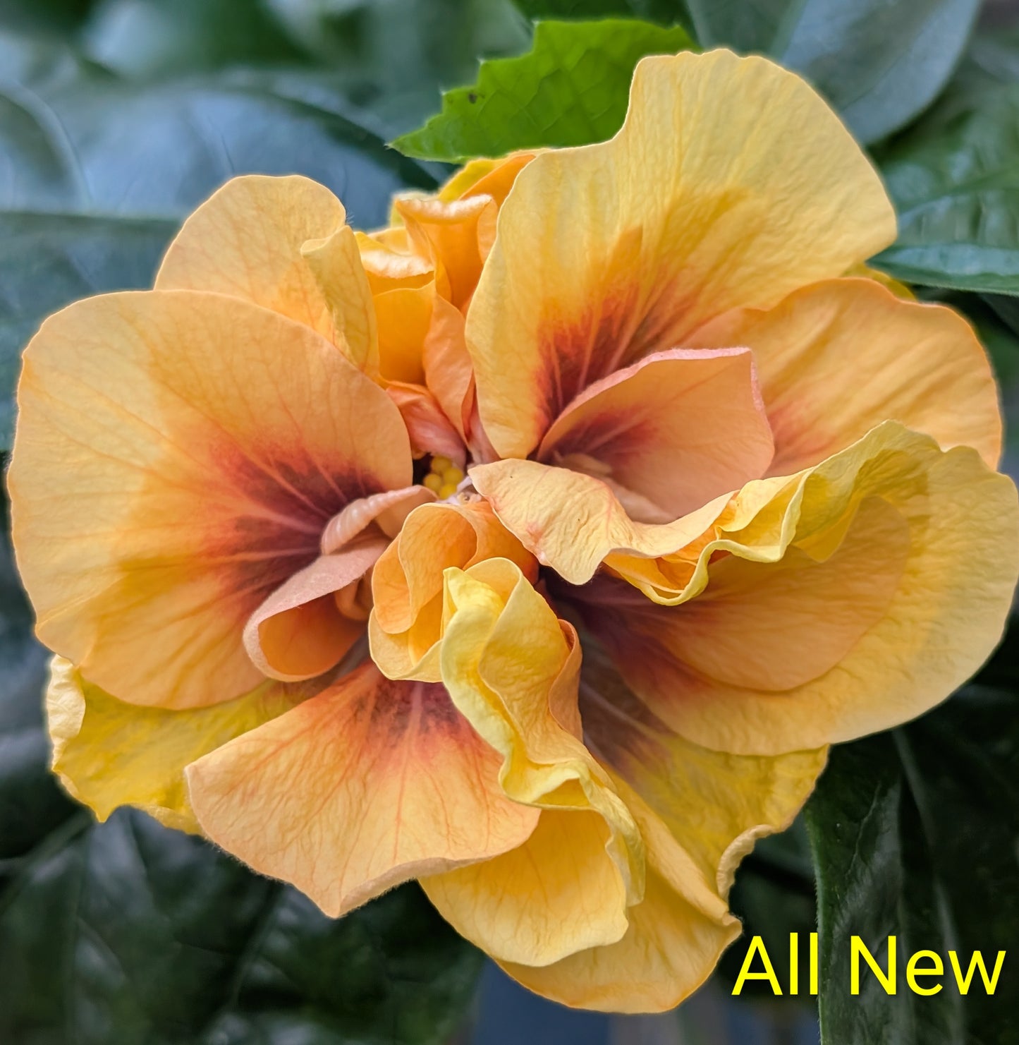 Hibiscus All New
