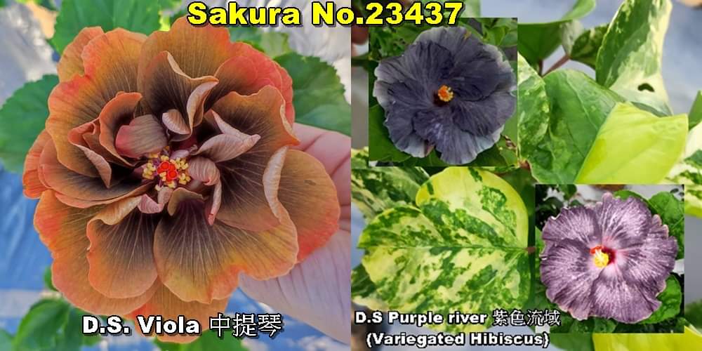 D.S.Viola x D.S. Purple River