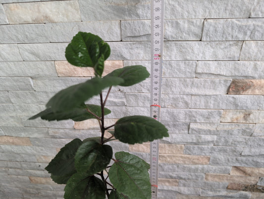 D.S.Purple River x D.S.Lightning Puff Hibiscus rosa sinensis