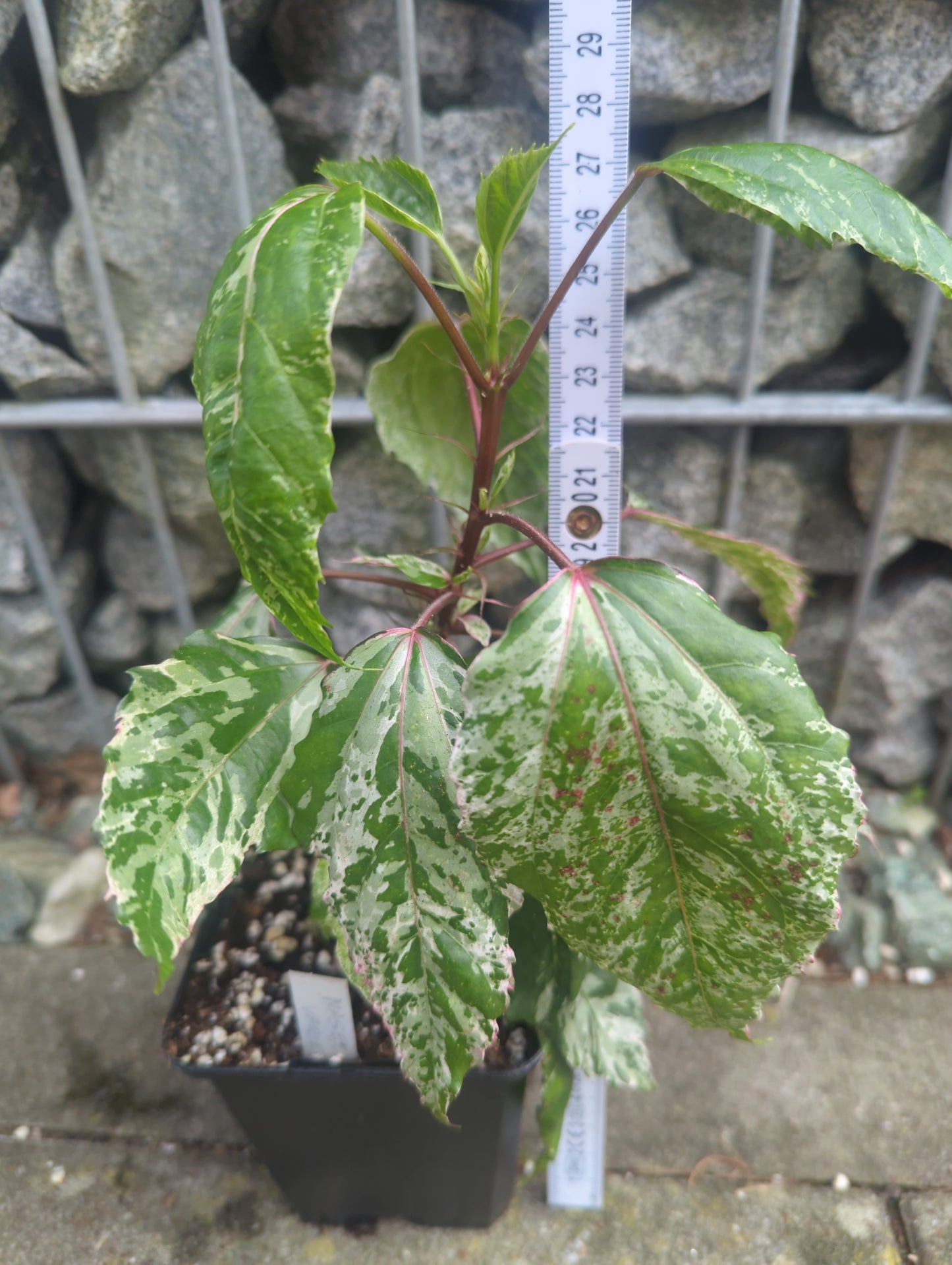Hibiscus Naselai variegata