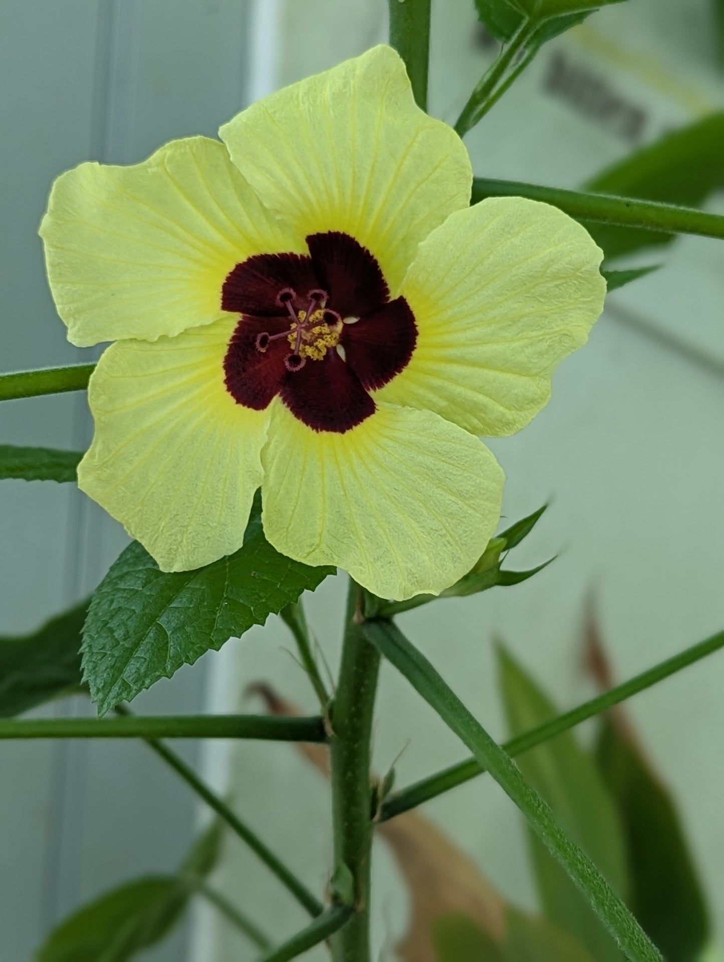 Hibiscus calyphyllus