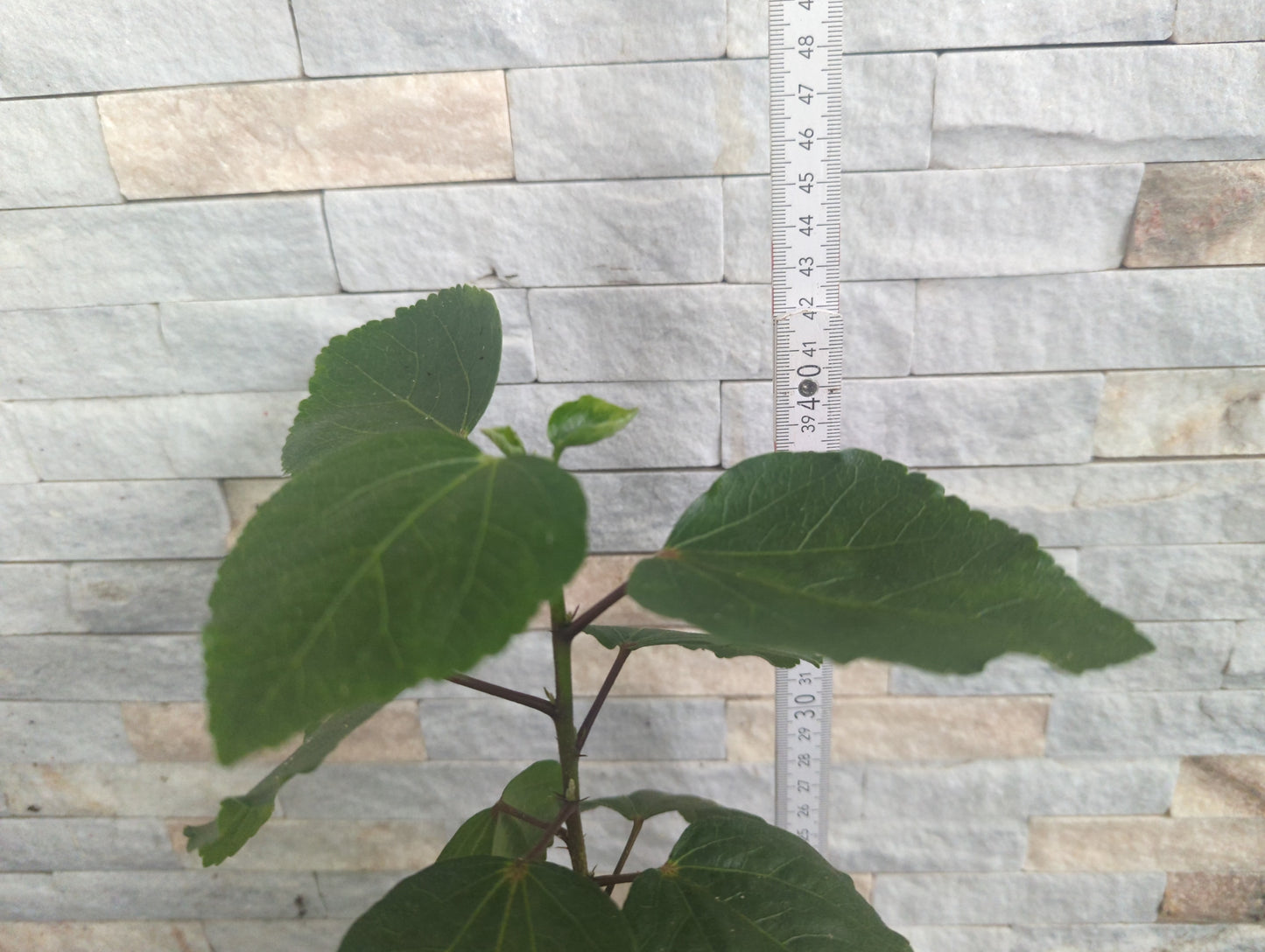 Formosa Coffee Elf x Formosa Dance of Yukionna Hibiscus rosa sinensis