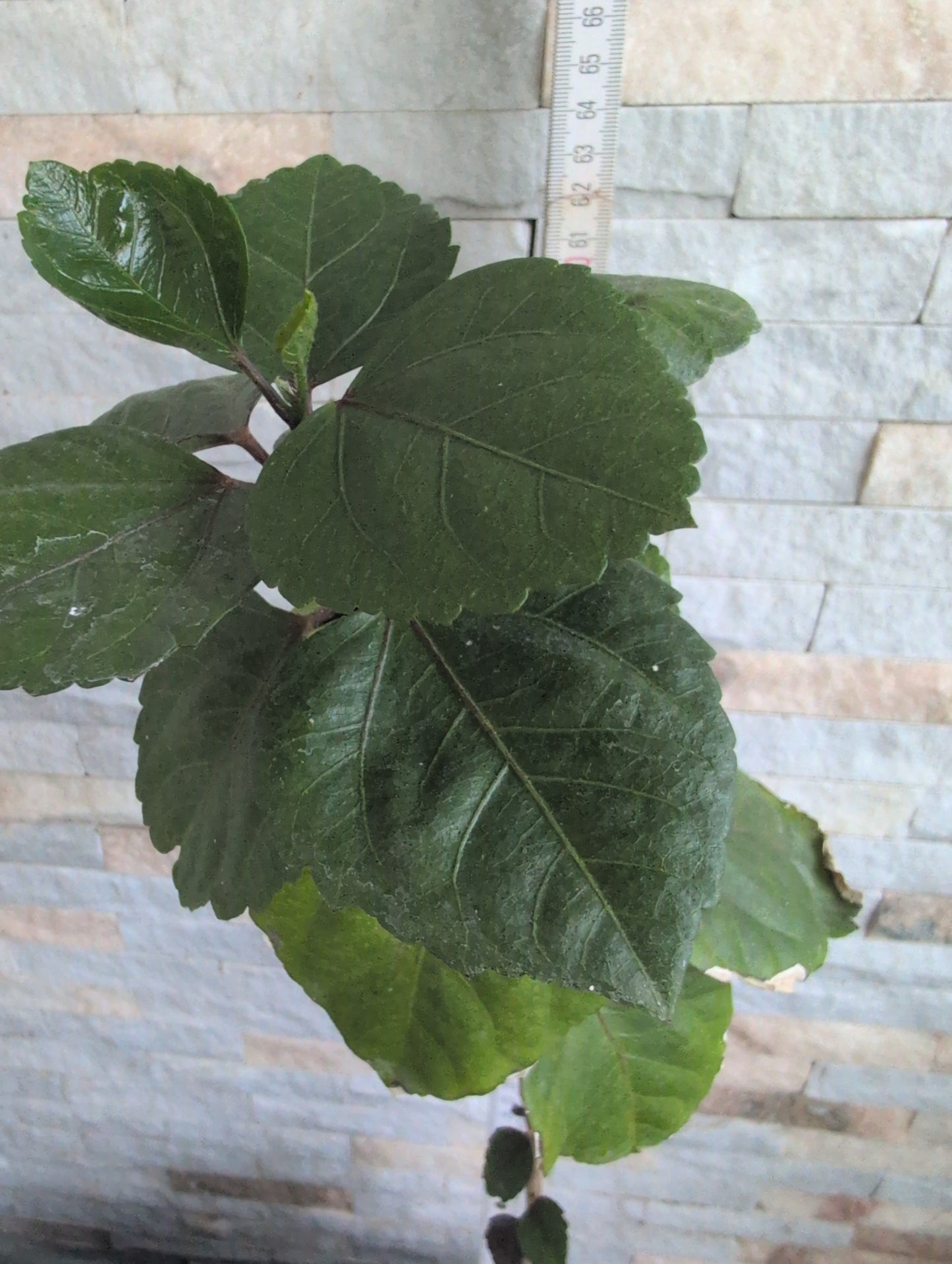 D.S.Purple River x D.S.Lightning Puff Hibiscus rosa sinensis