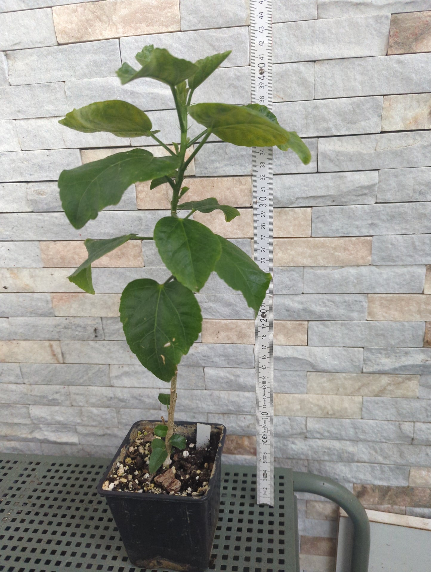 Kirei Purple Haze Lazurite x White Diamond Hibiscus rosa sinensis TF231616