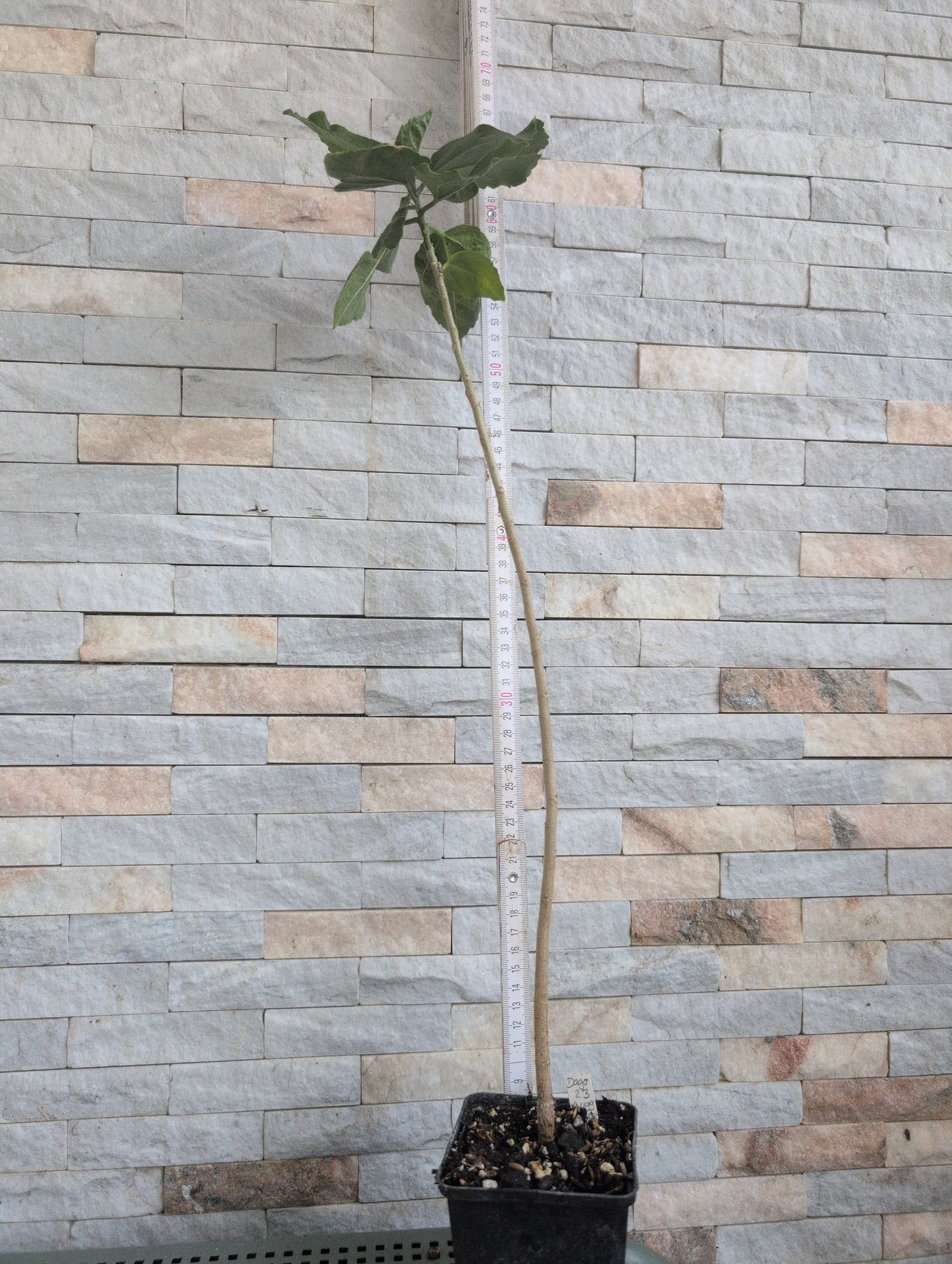 Ishkas Sparkling Moon x Dago's Pepperdance Hibiscus rosa sinens