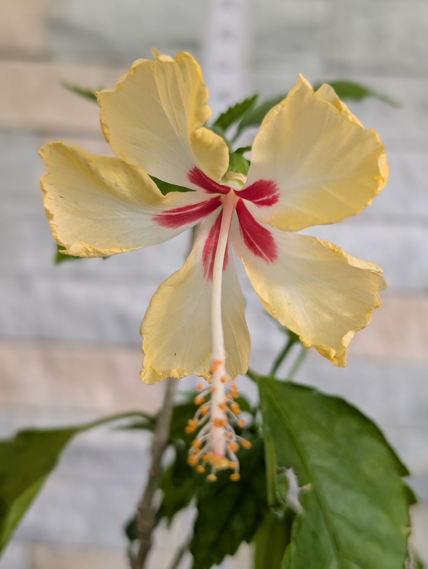 Hibiscus capitolio sport of sport